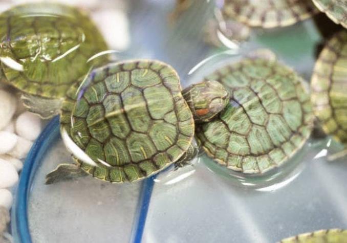 Incautan más de 5.200 tortugas que eran ingresadas a Malasia dentro de maletas