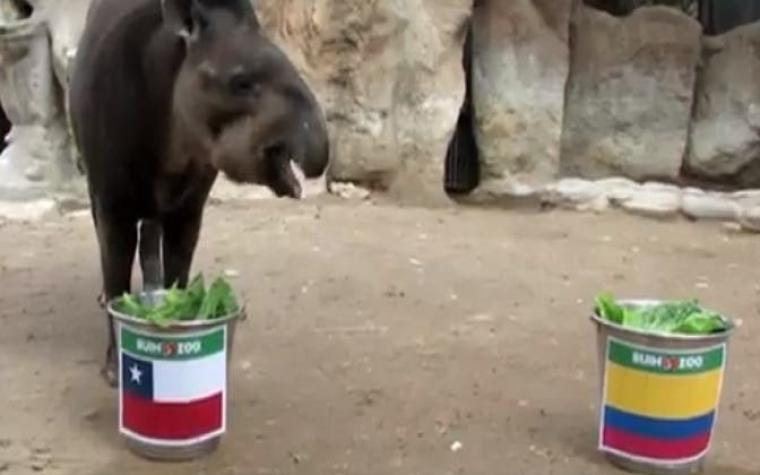 El tapir "Manolo" ha hablado: la Selección Chilena le ganará a Colombia en Copa Améric