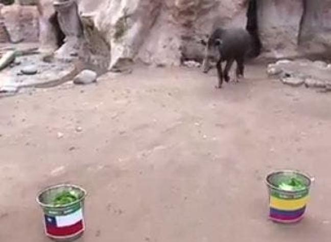 El mal augurio del tapir "Manolo" para el partido entre Chile y Colombia por Copa América