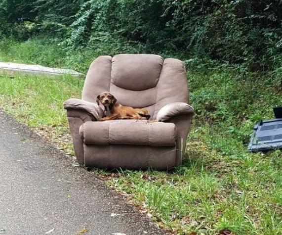 Un perro fue abandonado en una carretera y no se movió por días esperando que sus dueños volvieran