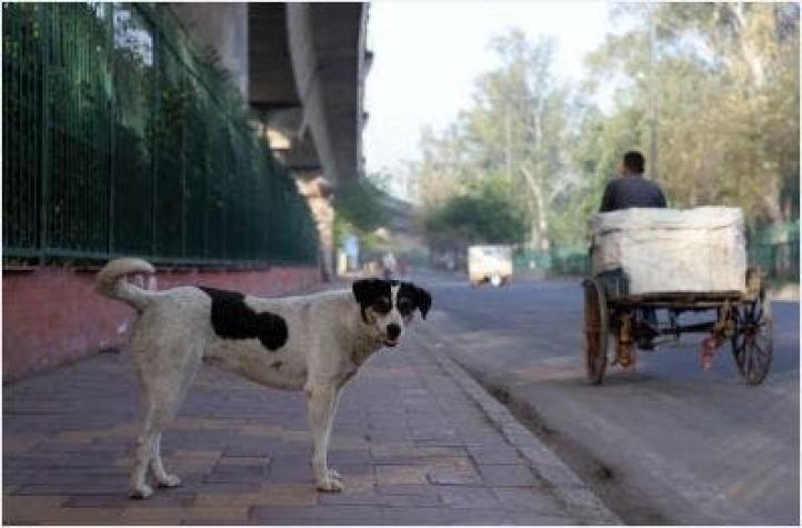 Consternación por caso de perro callejero que murió congelado en una pileta en Bolivia