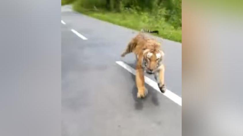 [VIDEO] El impresionante registro de dos motociclistas que se salvan de ser atacados por un tigre