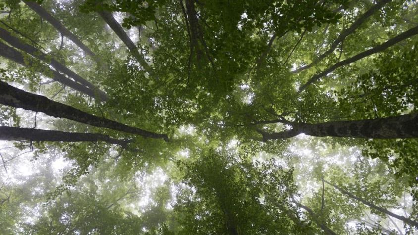 Estudio afirma que un billón de árboles podrían combatir el cambio climático