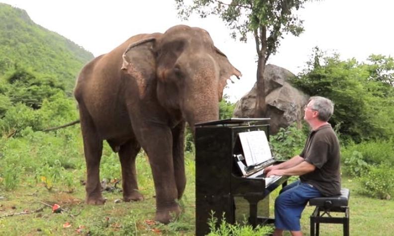 [VIDEO] Hombre da concierto a elefantes ciegos en Tailandia