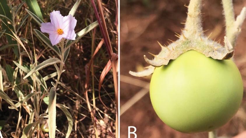 El increíble tomate de Australia que cambia de sexo y desconcierta a los científicos