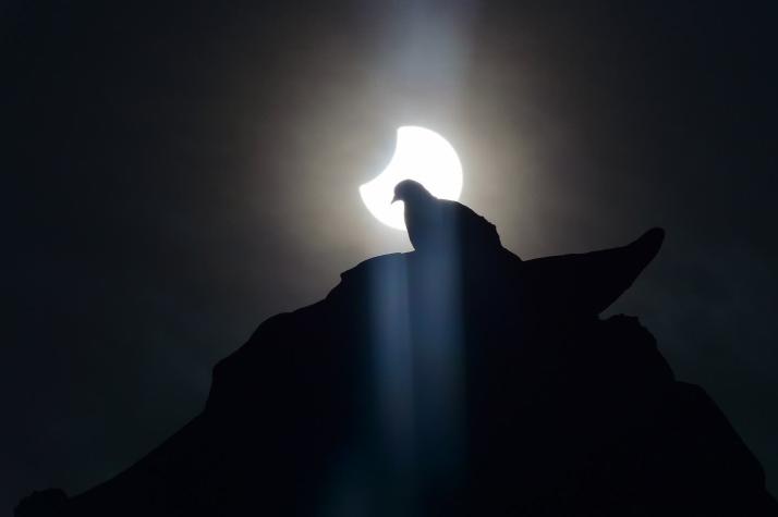 ¿Cómo reaccionan los animales durante un eclipse solar?
