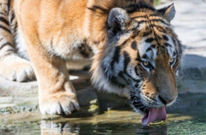 Domador de circo muere atacado por sus tigres en el sur de Italia