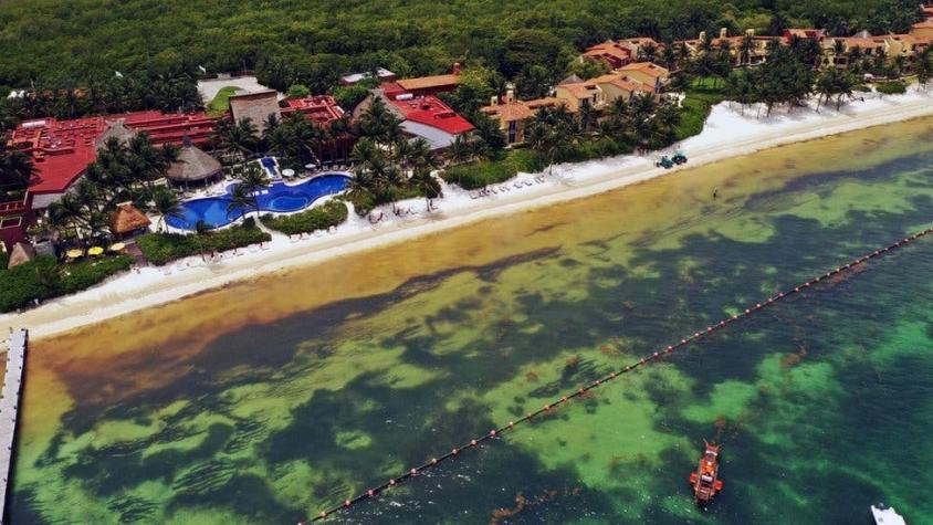 Cómo el sargazo en el Caribe mexicano se convirtió en la floración de algas más grande del mundo