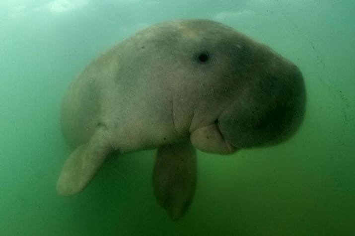 [FOTOS] Mariam: La cría de dugongo encontrada varada en la playa que se viralizó en redes sociales