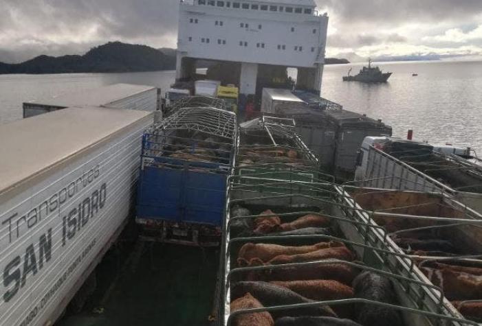 Barco encallado con ganado en Aysén: 32 de los 244 vacunos ya han muerto