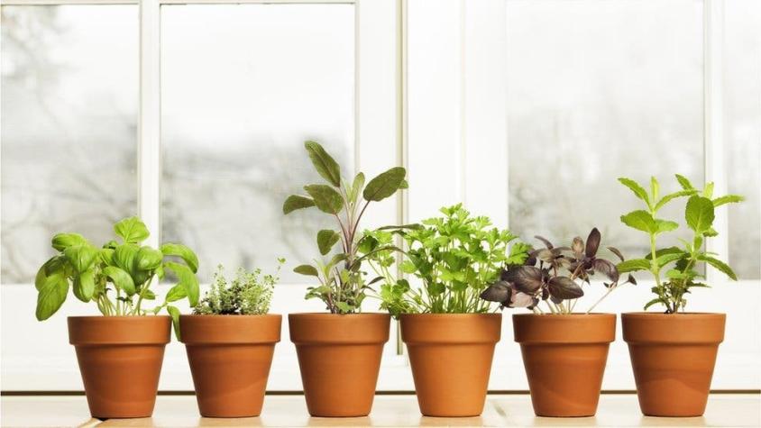 4 problemas de salud comunes que puedes aliviar con plantas medicinales