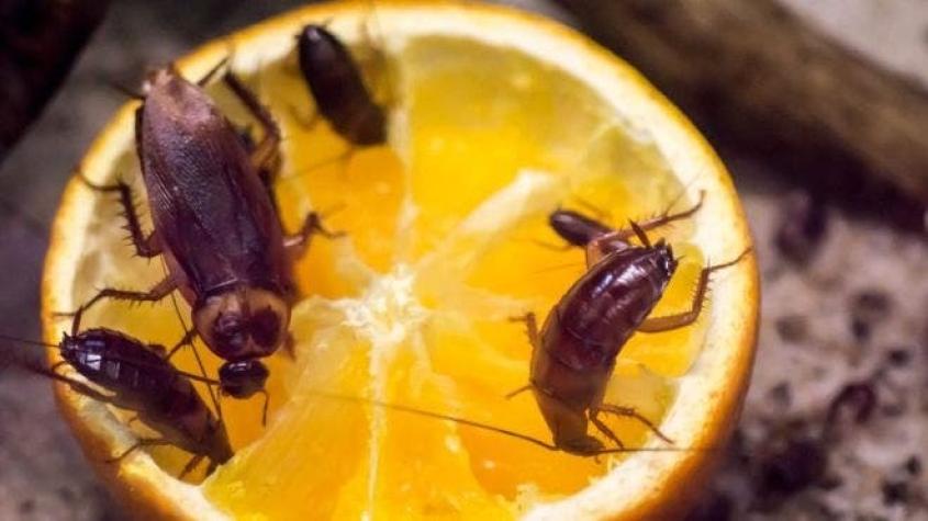 Por qué las cucarachas se están volviendo resistentes a los insecticidas