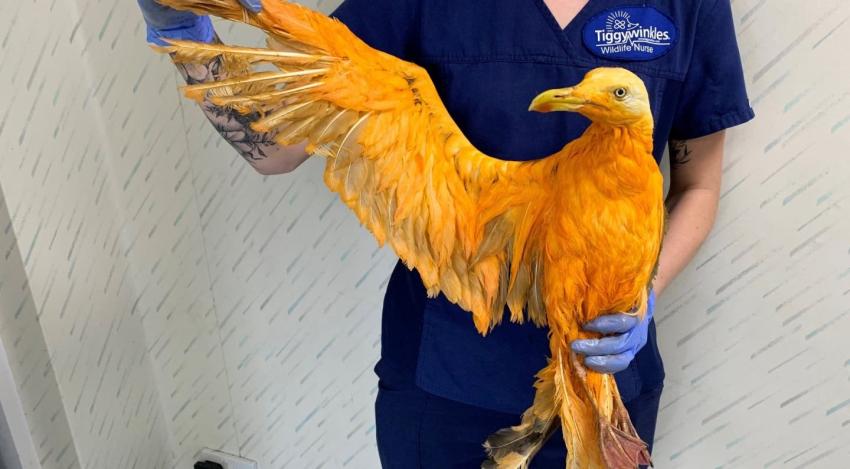 La decepción que se llevaron en Inglaterra: Misterioso pájaro naranjo era una gaviota sucia
