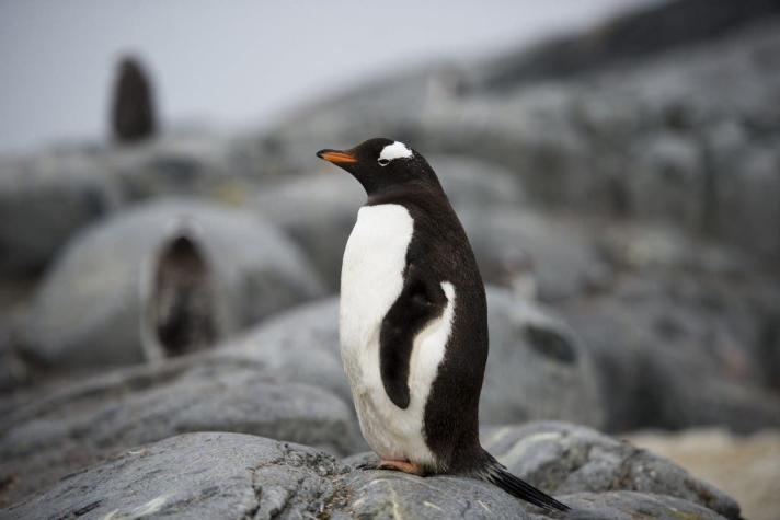 [FOTOS] Desafío: ¿Puedes encontrar a un pingüino entre un grupo de tucanes?