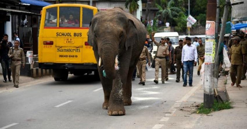 Novedosa estrategia en India: ¿Puede el zumbido de una abeja espantar a un elefante?