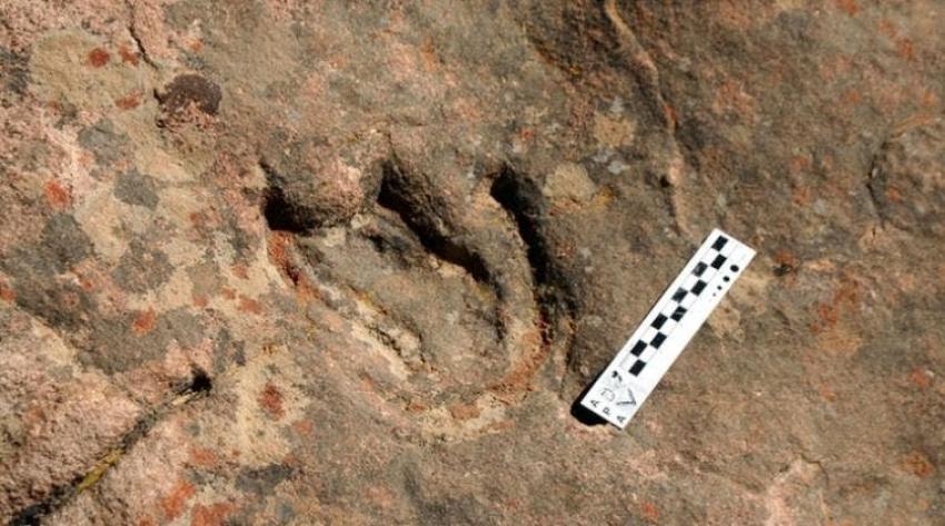 Encuentran la huella más antigua de un dinosaurio tireóforo en el hemisferio Sur