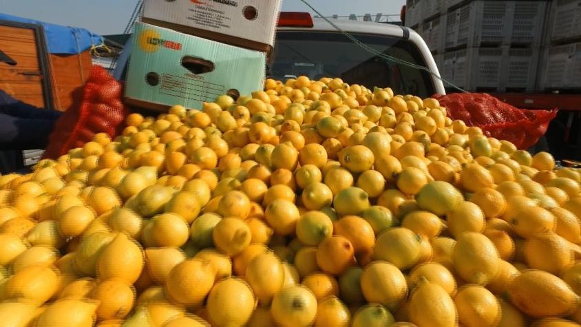[VIDEO] ¿Por qué están tan baratos los limones? Malla de 18 kilos a mil pesos