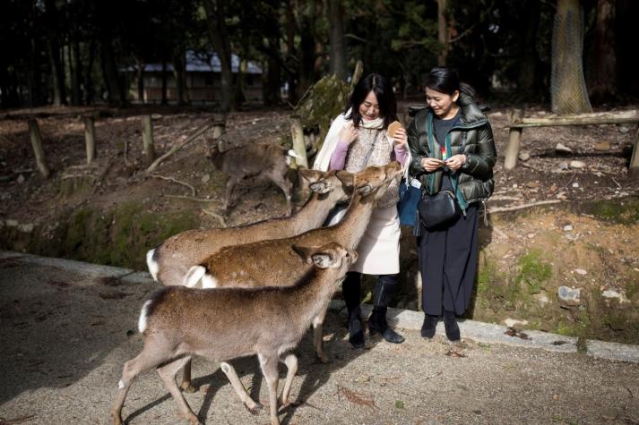 Nueve ciervos mueren en un santuario japonés por comer bolsas plásticas