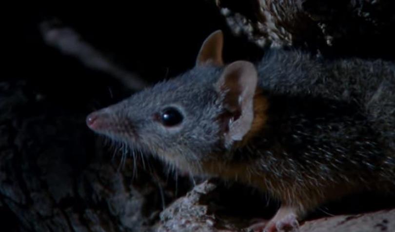 [VIDEO] Descubren un pequeño marsupial que muere por exceso de sexo