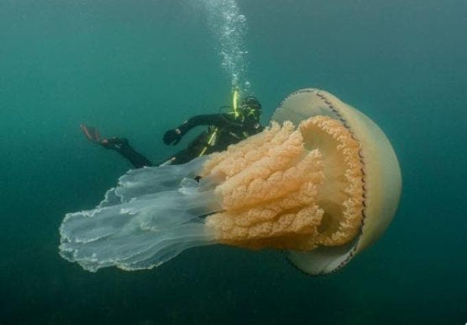 Buzos encuentran una medusa gigante del tamaño de una persona en costas de Inglaterra