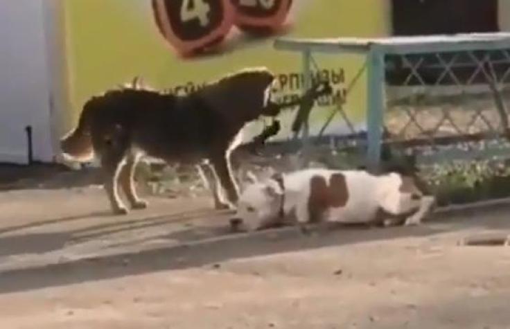 [VIDEO] Perro callejero “rescata” a uno doméstico amarrado en la vía pública