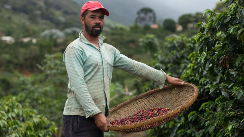 Cómo te puede afectar la crisis mundial del café (y por qué está detrás de la oleada migratoria)