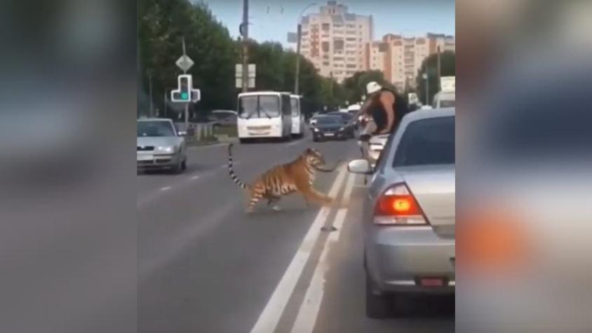 [VIDEO] Tigre escapa de un auto y sale caminando por transitada avenida en Rusia