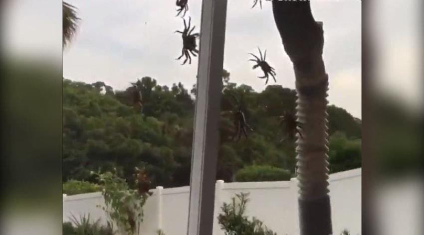 [VIDEO] Impresionante registro muestra a cientos de cangrejos invadiendo un vecindario en Florida