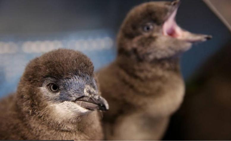 Policía neozelandesa "detuvo" a un par de pingüinos por construir su nido bajo un local de sushi