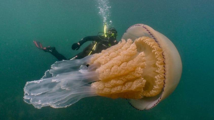 El sorprendente encuentro entre unos buzos y una medusa gigante
