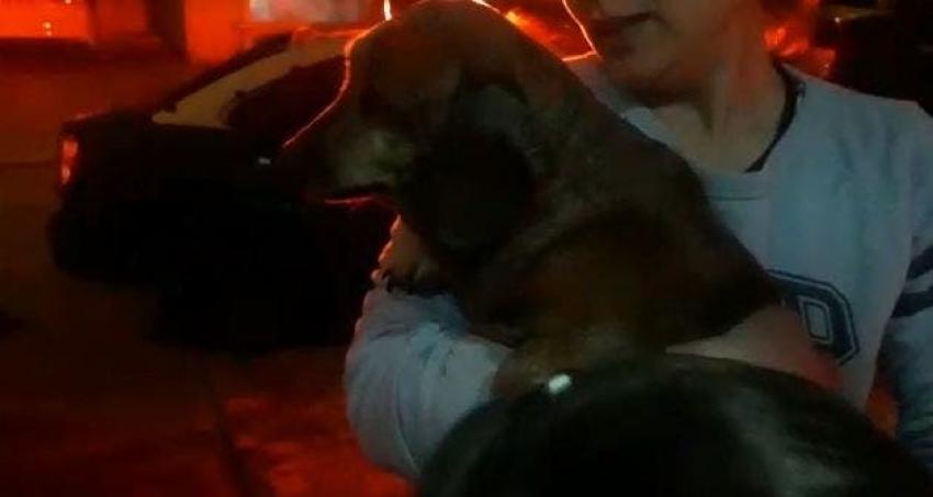 [VIDEO] Carabineros realiza exitoso rescate de perrito que tenía atrapada su cabeza en reja metálica