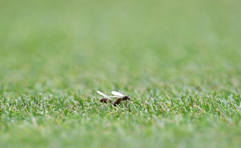 Enjambres gigantes de hormigas voladoras invaden Gran Bretaña