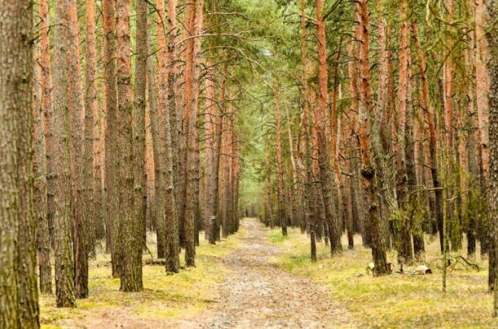 Los pinos agonizan en Francia debido a la sequía
