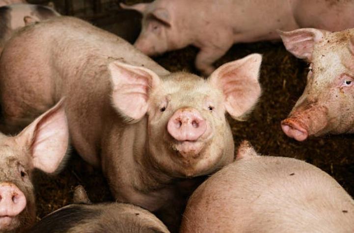 La peste porcina en China dispara los precios y las importaciones