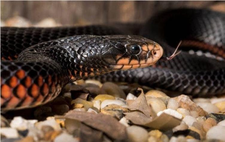 Hombre mata a serpiente a mordiscos antes de morir envenenado tras ser atacado por el reptil