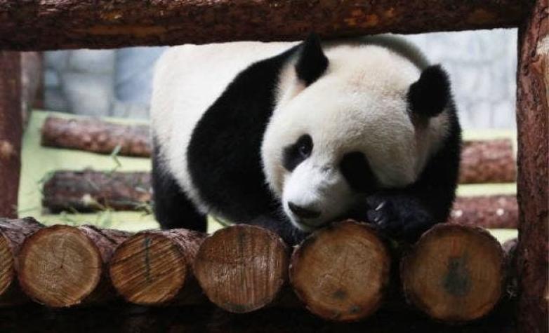 Polémica por turistas que lanzan una piedra a un panda para que se mueva