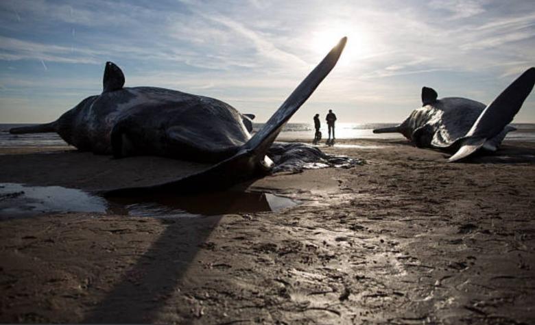 Una escena dramática: Turistas que paseaban en helicóptero encuentran a más de 50 ballenas muertas