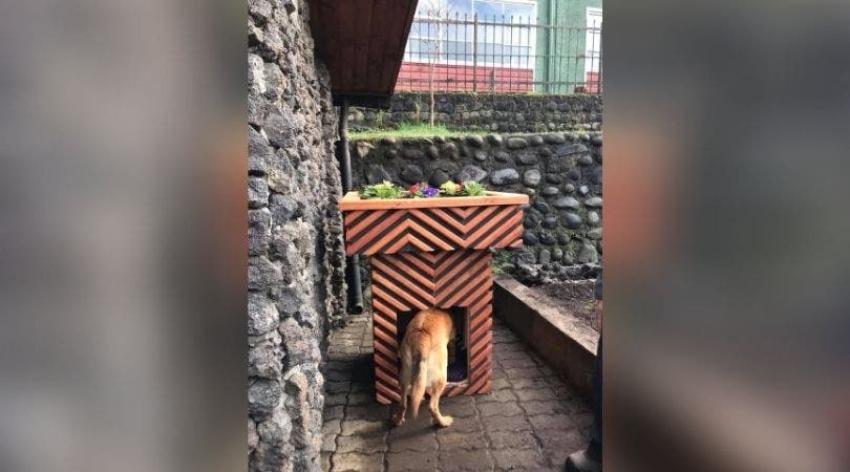 Maceteros con casitas: La innovadora creación que se hizo en Panguipulli para perros callejeros