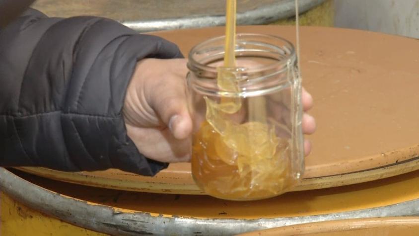 [VIDEO] La miel "única en el mundo" que solo se da en la región del Biobío