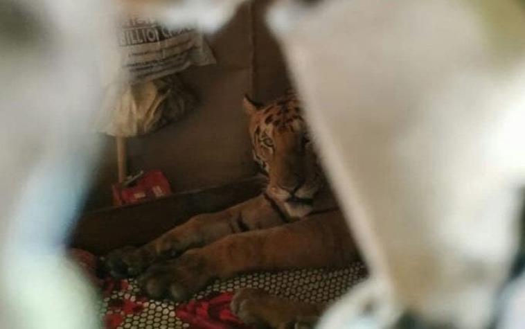 [FOTOS] Captan a tigresa durmiendo en un hogar en la India tras escapar de las inundaciones