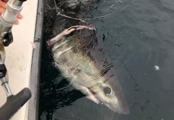 [FOTOS] Investigadores rescatan a tiburón de un cordel incrustado en su cuerpo