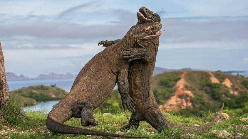 La radical idea para devolver la isla de Komodo a sus temidos (y admirados) dragones