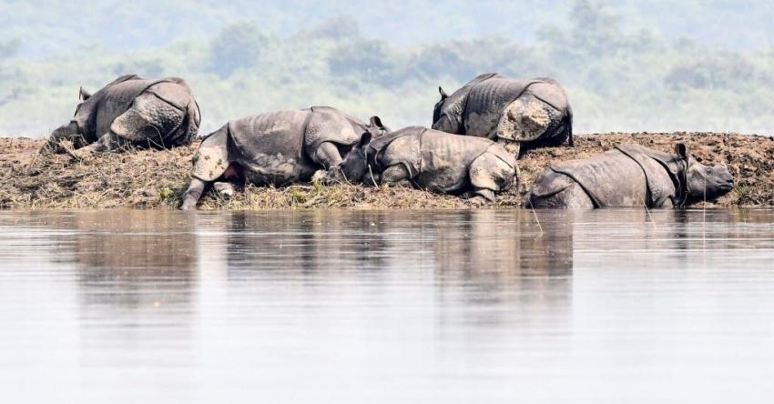Rinocerontes en peligro de extinción mueren en inundaciones en India
