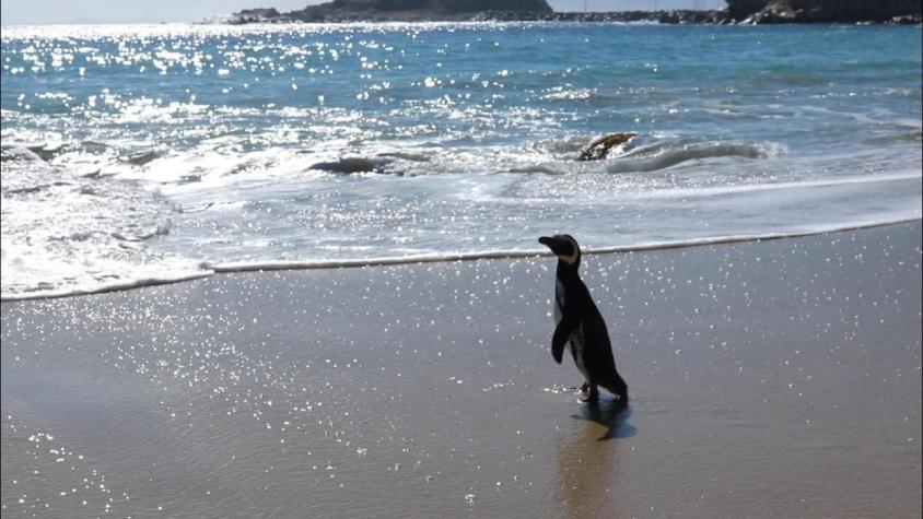 Pingüino magallánico que fue hallado herido en Algarrobo volvió al mar tras increíble recuperación