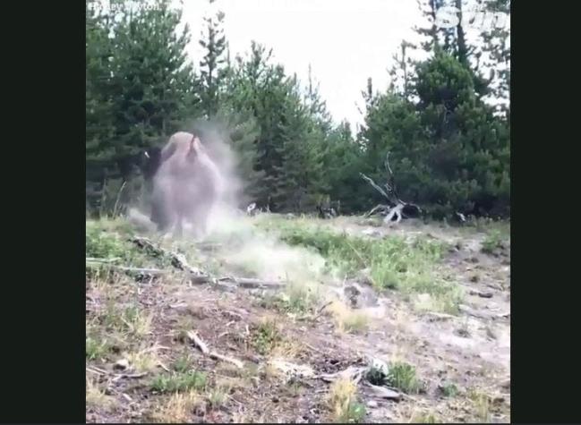 Bisonte ataca y lanza por los aires a niña de 9 años en parque de Yellowstone