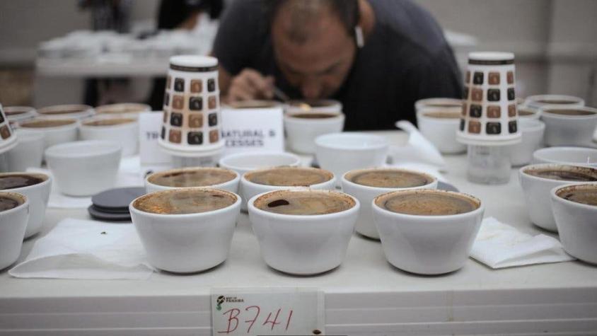 El café de Panamá que cuesta US$75 la taza (y la extraordinaria historia de la finca que lo produce)