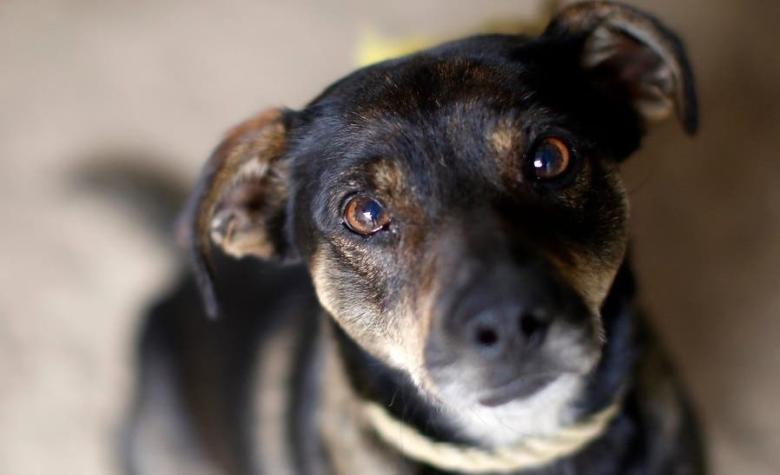 "Lobo", el perro que murió para salvar a mujer de incendio en Argentina