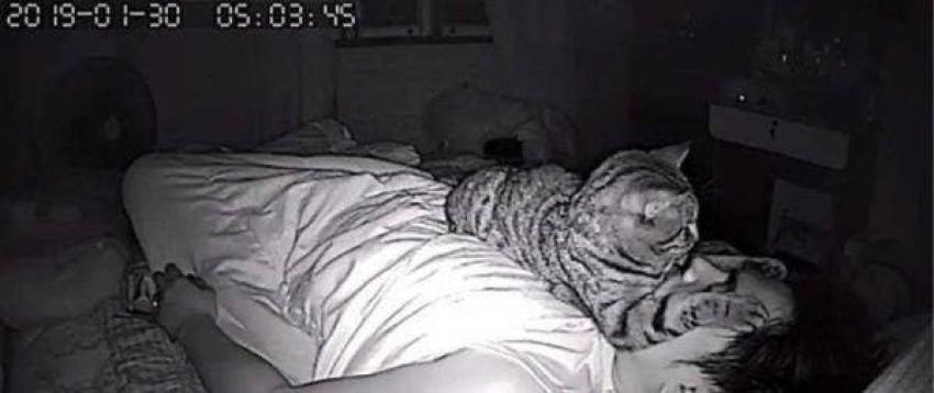 Gato "asfixiaba" a su dueño por las noches: Joven lo descubrió tras poner cámaras de seguridad
