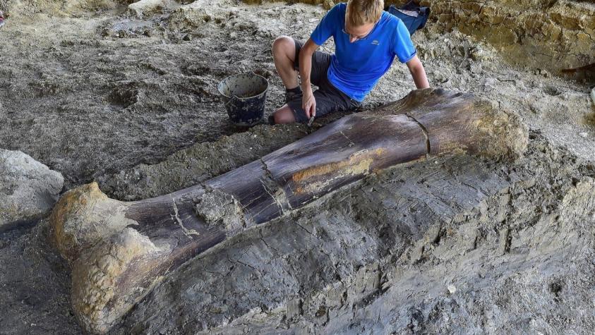 [FOTOS] Medía dos metros: Encuentran intacto en Francia un fémur de dinosaurio gigante