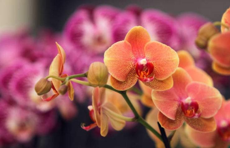 Una joven austriaca escapa a su secuestrador tras elogiar sus orquídeas